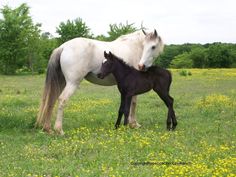 two horses standing next to each other on a lush green field covered in yellow flowers