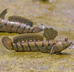 two dead fish laying on the ground next to each other with blue and green speckles