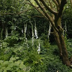 some white flowers and trees in the woods