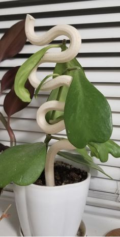 a potted plant sitting on top of a window sill next to a green leafy plant