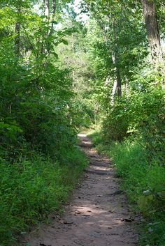 a dirt path in the middle of some trees and bushes on either side of it