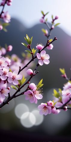 pink flowers are blooming on a tree branch