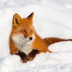 a red fox laying in the snow with its eyes closed and it's head resting on his paws