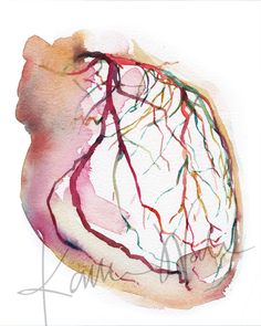 an illustration of the heart with blood vessels in it's veins and branches