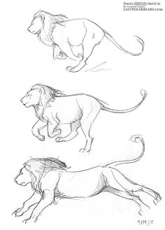 three sketches of lions, one running and the other jumping with its tail spread out