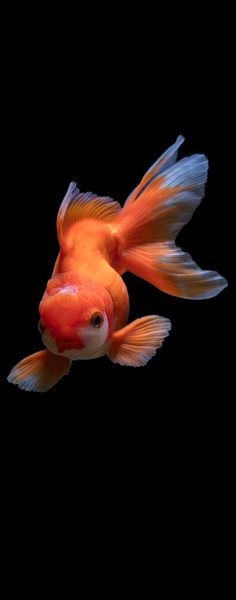 an orange and white fish swimming in the dark water with its head turned to the side