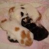 two cats cuddle together on a pink bed sheet with white and brown sheets in the background