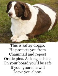 a brown and white dog laying on top of grass next to a sign that says, this is safety dog he protects you from chamail and repost or die pins