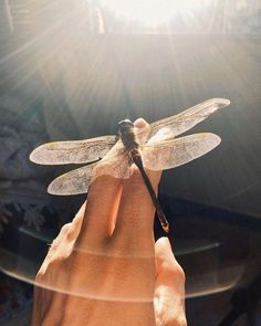 a person holding a small dragonfly in their hand with the sun shining behind them