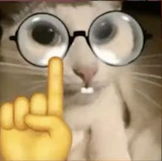 a cat wearing glasses making the finger sign