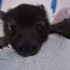 a close up of a small animal with big eyes on it's back legs