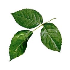 two green leaves on a white background