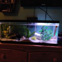 a fish tank filled with plants and rocks on top of a wooden dresser next to a flat screen tv