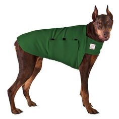 a brown dog wearing a green coat