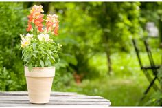 a potted plant sitting on top of a wooden table in the middle of a garden