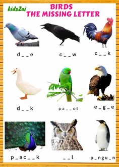 an image of birds in the missing letter game with pictures and words to match them