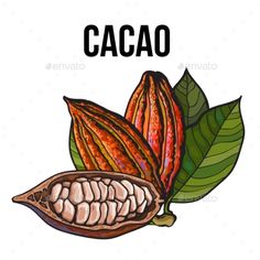 cacao fruit with leaves and seeds on white background - food objects clipping