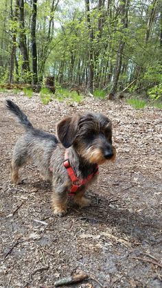 a small dog standing on top of a forest floor