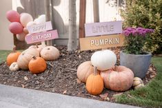 some pumpkins are sitting on the ground in front of a sign that says happy birthday and little pumpkin