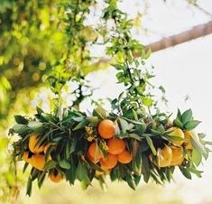 some oranges hanging from a tree with leaves and fruit on it's branches