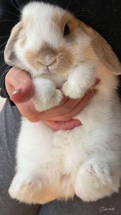 a person holding a small rabbit in their hands