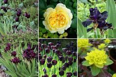 four different types of flowers are shown in this collage, including purple and yellow