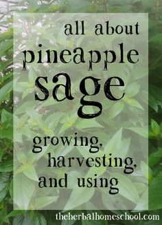 the words are all about pineapple sage growing, harvesting and using them to grow