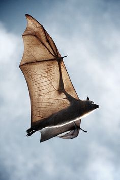 a bat flying through the air with its wings spread