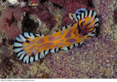 an orange and white fish with black stripes on it's body