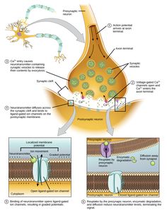 the structure of an animal cell and its functions, including photoshopped to describe it