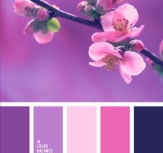 a color palette with pink and purple hues