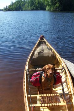 a dog is sitting in a canoe on the water