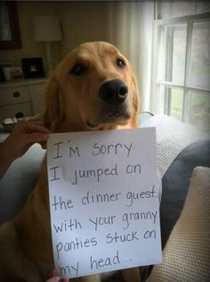 a dog holding a sign that says i'm sorry jumped on the dinner guest with your granny panties stuck on my head