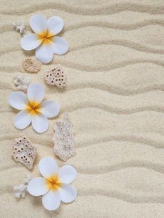 flowers and shells on the sand at the beach royalty images, stock photos & more