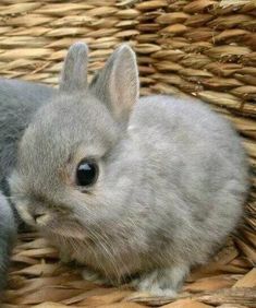 a small gray rabbit sitting on top of a wicker basket