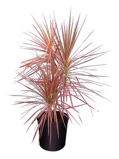 a plant in a black pot on a white background