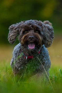 a dog is sitting in the grass with its tongue out