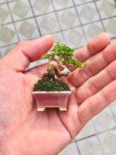 a small potted plant in someone's hand