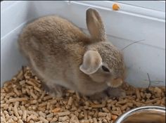 a rabbit sitting in the middle of a pile of wood pellet next to a metal bowl