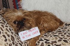 a brown dog laying on top of a leopard print pillow with a sign that says i had beat in the couch