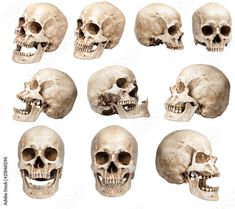 a bunch of different types of skulls on a white background with clippings for each skull