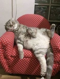 a cat laying on top of a red chair