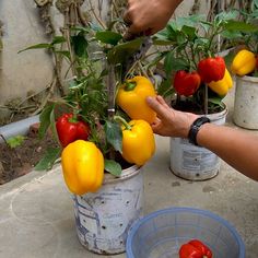 Bell Pepper Growing, Diy Balcony Garden, Pepper Growing, Pepper Garden, Growing Bell Peppers, Diy Balcony, Plastic Containers, Bell Peppers, Bell Pepper