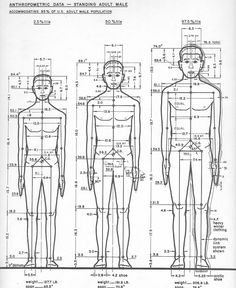 an image of a male mannequin's body with measurements for the torso and head