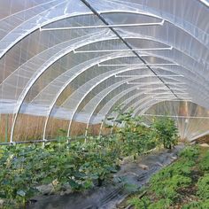 the inside of a large greenhouse with plants growing in it and water running down the side