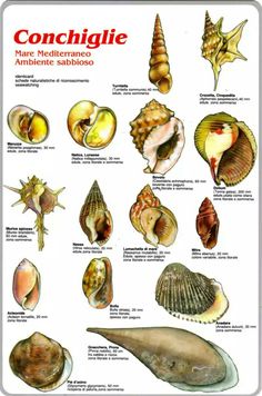 a poster with many different types of shells