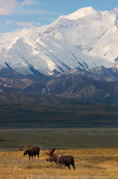 two moose standing in the grass with mountains in the background