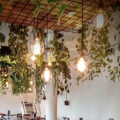 an indoor restaurant with plants hanging from the ceiling and tables set up in front of them