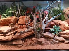 an aquarium with rocks and plants in it