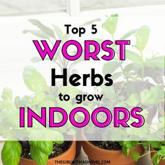 several potted plants with the words top 5 worst herbs to grow indoors in them